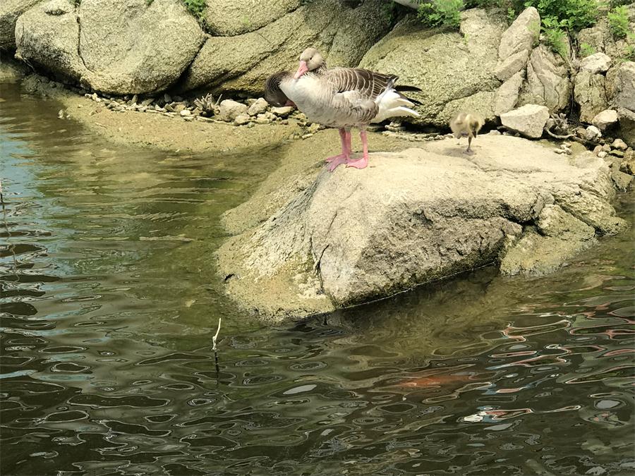 天鵝湖風景區(qū)（泰山）速覽！(圖15)